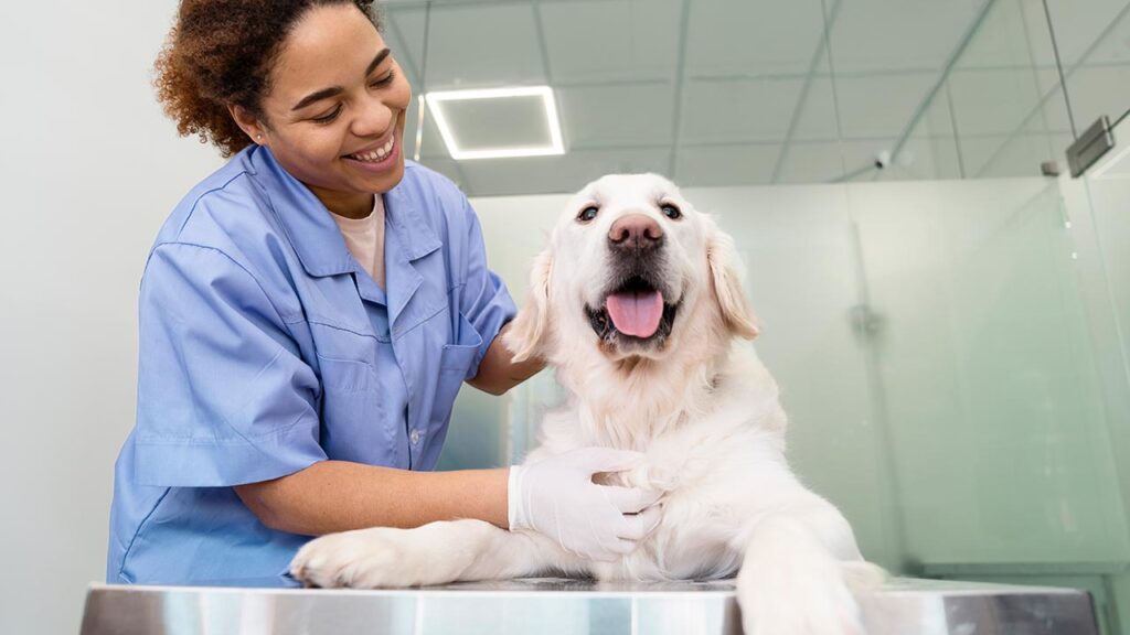 Técnica auxiliar veterinaria