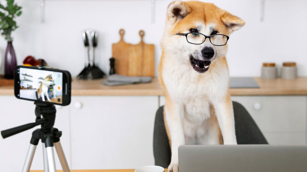 mascotas con mas seguidores en redes sociales cuidado animal